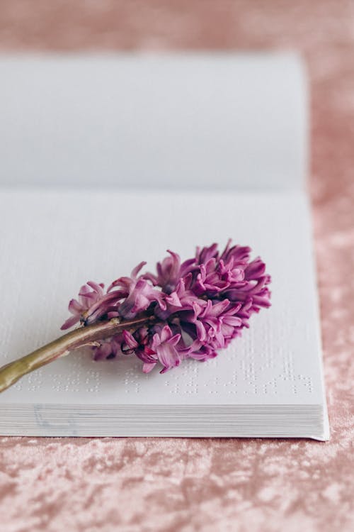 Free A Purple Flower on the Braille Book Stock Photo