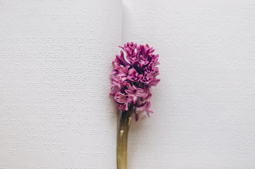 A Flower on Braille Book