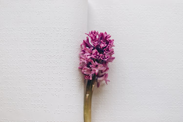 A Flower On Braille Book