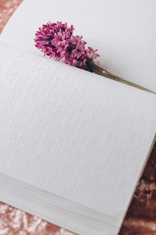 Foto profissional grátis de braille, flor cor-de-rosa, floração