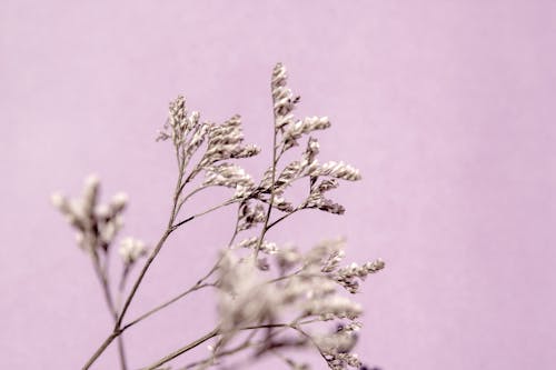 Dried flowers on lilac background