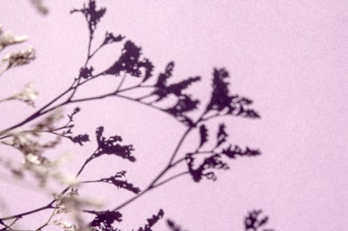 Free Shadow of dried flowers on lilac surface Stock Photo