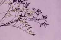 Dried flower with clear shadow