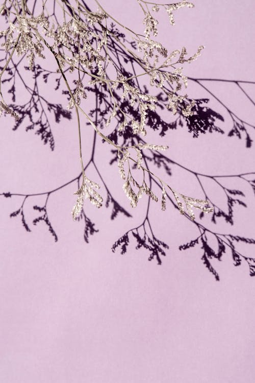 Delicate branches of dried plant