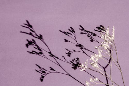 Clear shadow of thin twig of delicate dried plant with tiny white flowers on bright lilac background