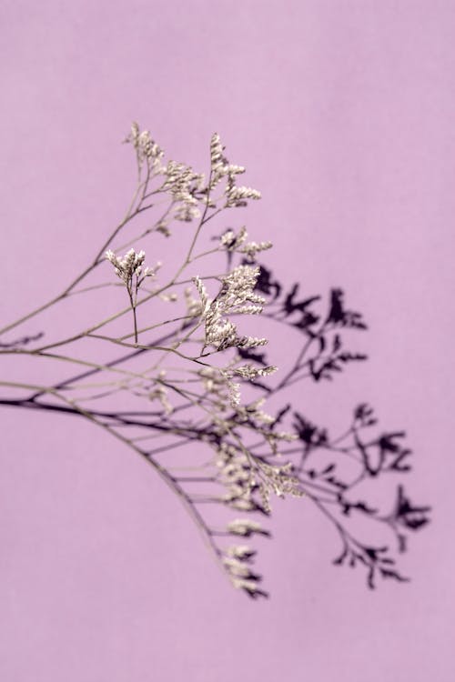 Free Dried plant with delicate tiny flowers and thin stem with twigs on light purple background with clear shadow Stock Photo