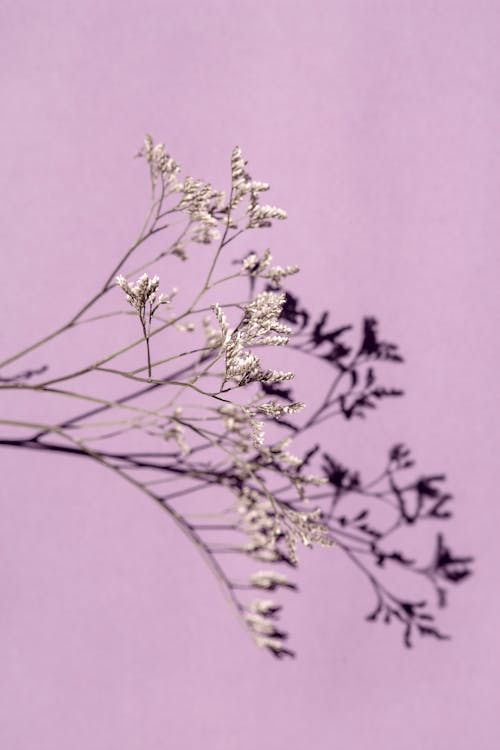 Dried plant with delicate tiny flowers and thin stem with twigs on light purple background with clear shadow