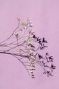 Dried plant with delicate tiny flowers and thin stem with twigs on light purple background with clear shadow