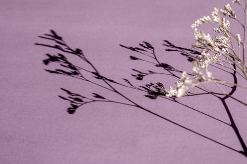 Thin twig with dried flowers on purple surface