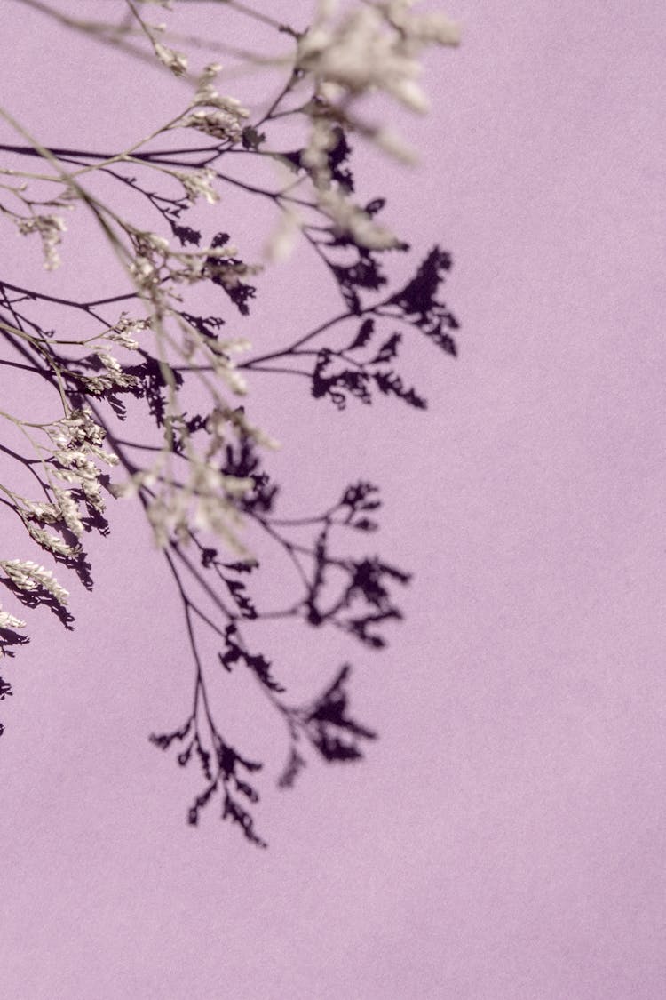 Dried Flower On Purple Background