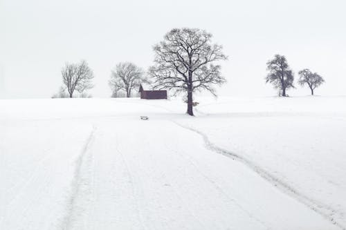 Fotografia Krajobrazu Suszonych Drzew Na Ziemi Pokrytej śniegiem