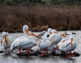 Squadron of White Pelicans on Water