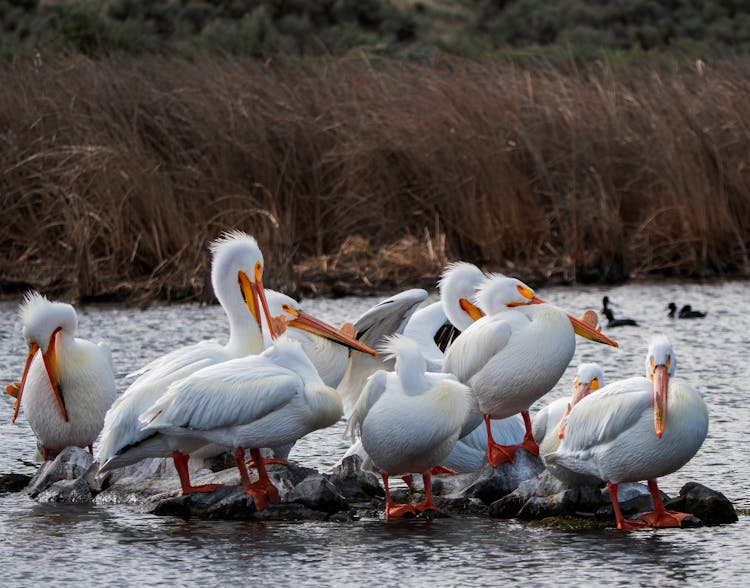 Squadron Of White Pelicans On Water