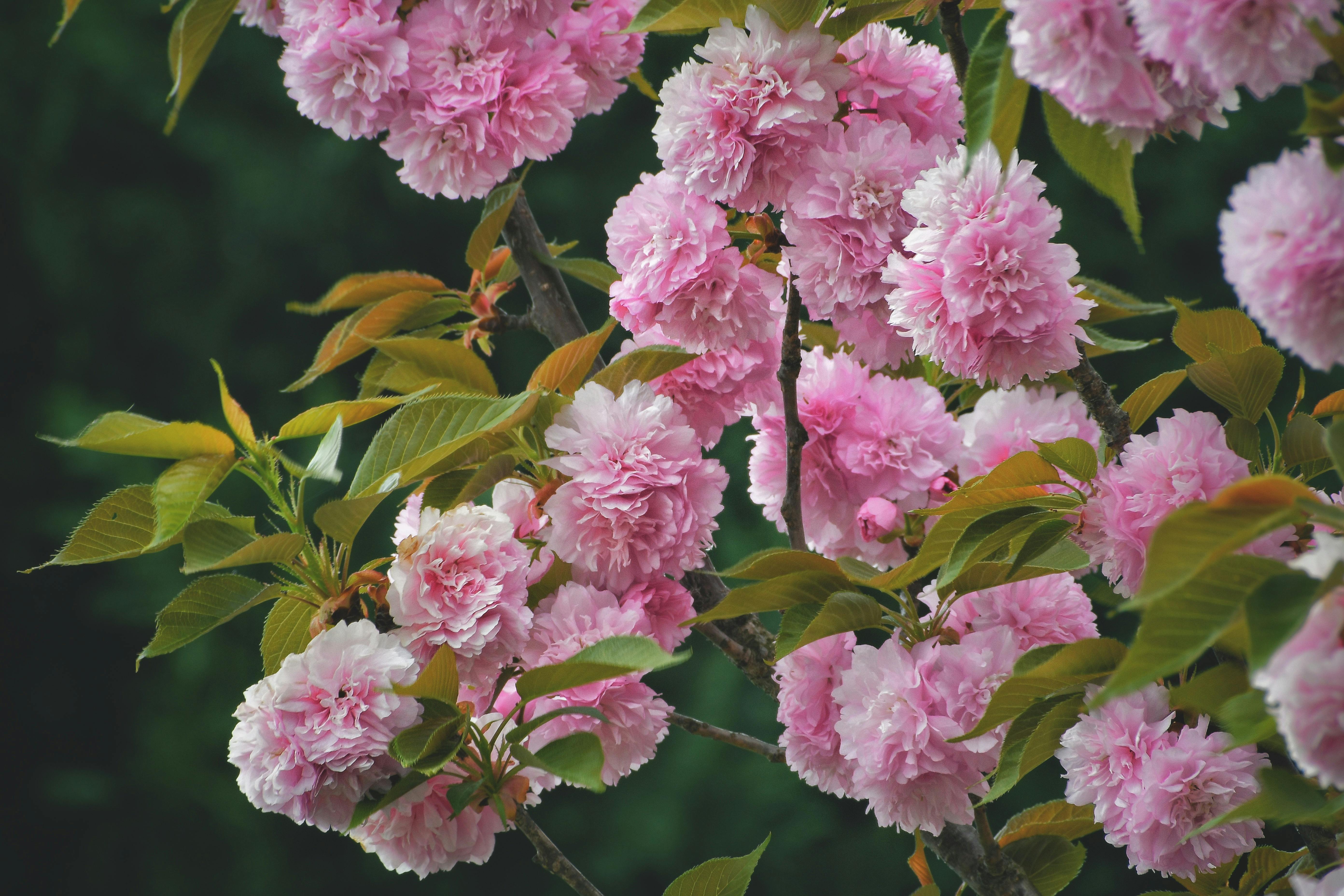 Stunning close-up of pink cherry blossoms with lush green leaves against a dark background.