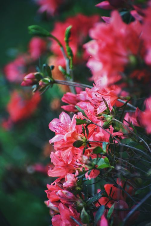 Free Close-up of vibrant pink azalea flowers in full bloom, showcasing delicate petals and lush greenery. Stock Photo