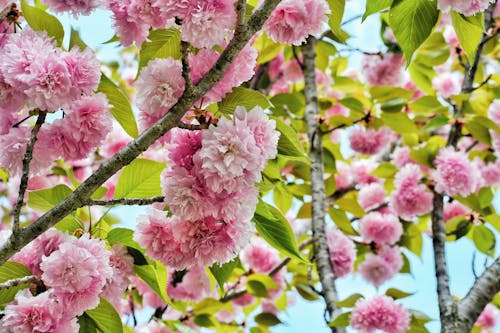 Blooming Pink Flowers