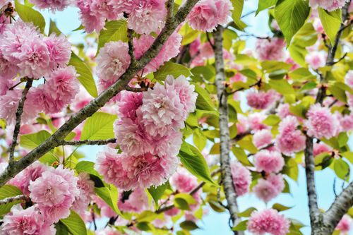 Free Beautiful close-up of vibrant pink blossoms on a tree with green leaves in springtime. Stock Photo