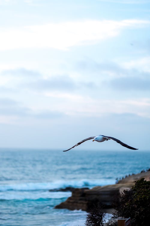 Free A White Bird Flying over the Sea Stock Photo