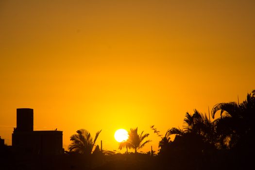 Beautiful sunrise in Brazil with palm tree silhouettes and a vibrant orange sky.
