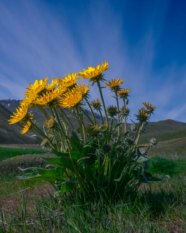 Arrowleaf Balsamroot Photos, Download The BEST Free Arrowleaf ...