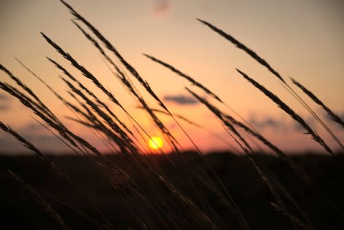 Free Serene image of grass silhouettes against a vibrant sunset sky, capturing nature's beauty. Stock Photo