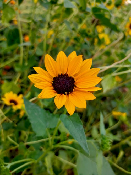 A Close-Up Shot of a Sunflower