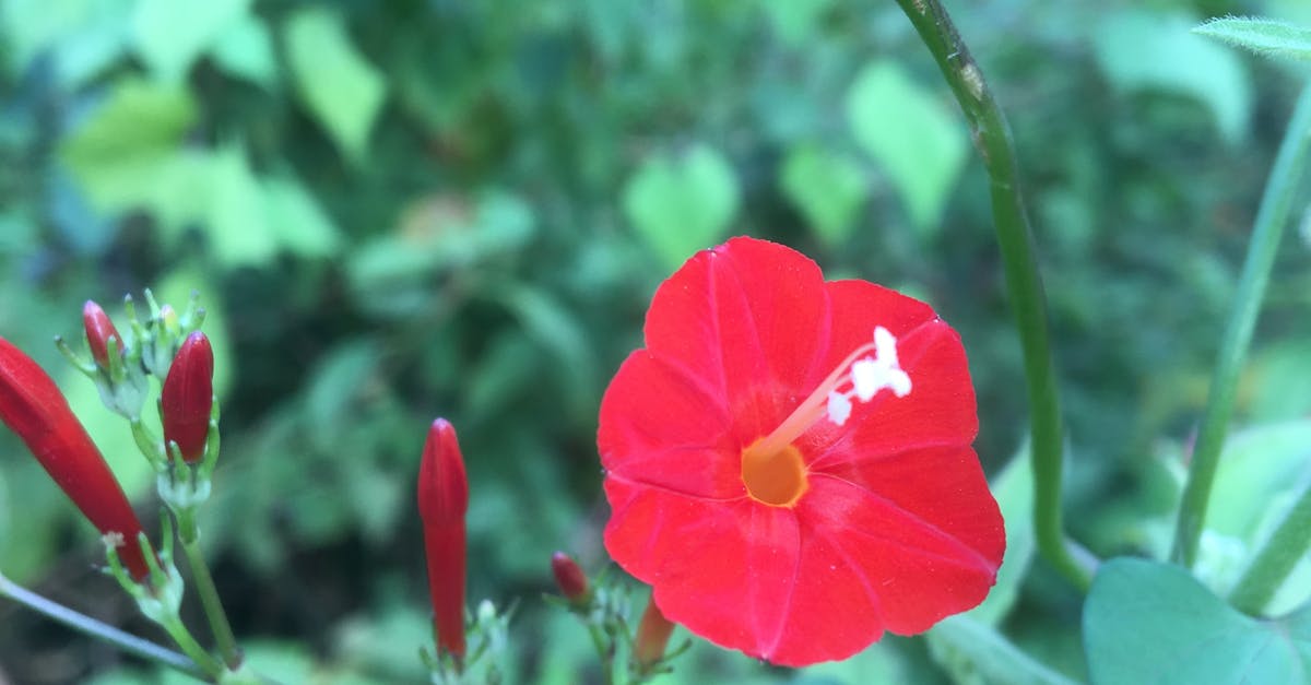 Free stock photo of #iphone #indian #india #caves #flower