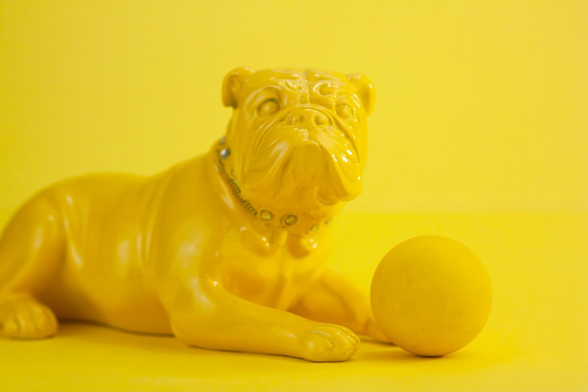 French Bulldog sitting with a ball during obedience training in Bourbonnais Illinois
