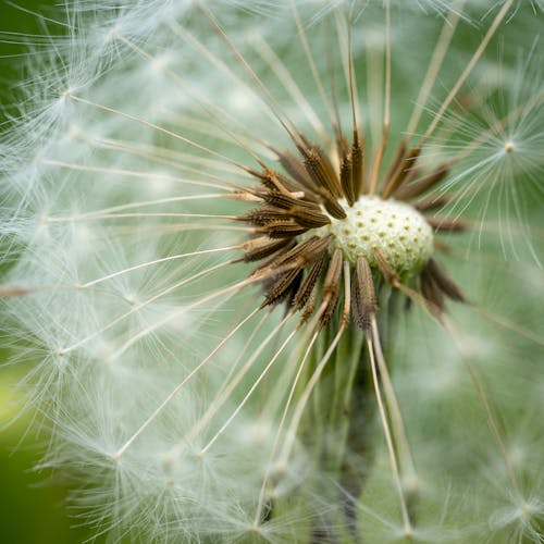 Kostnadsfri bild av blomfotografi, delikat, flora