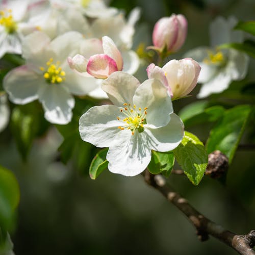 Free A Close-Up Shot of a White Cherry Blossom Stock Photo