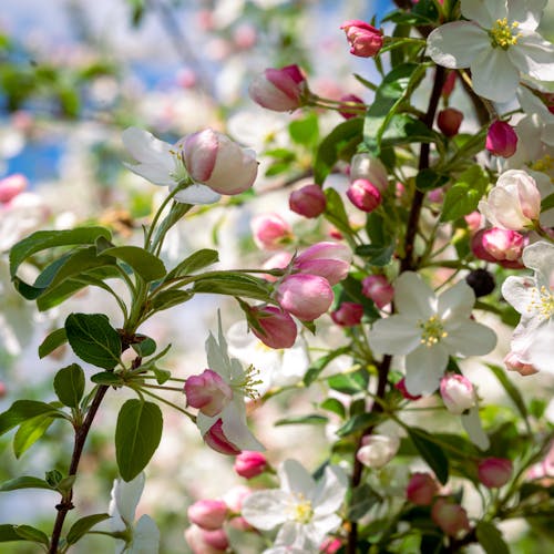 A Close-Up Shot of White and Pink Flowers