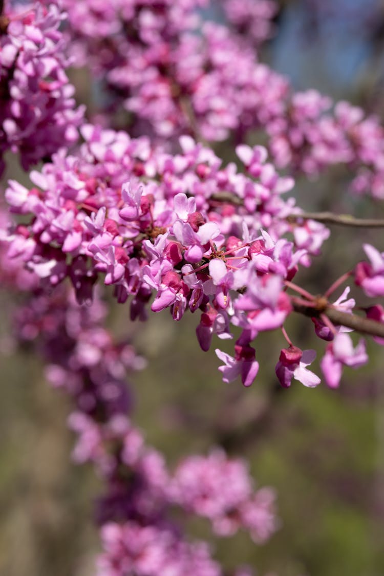 A Close-Up Shot Of Eastern Redbud Flowers