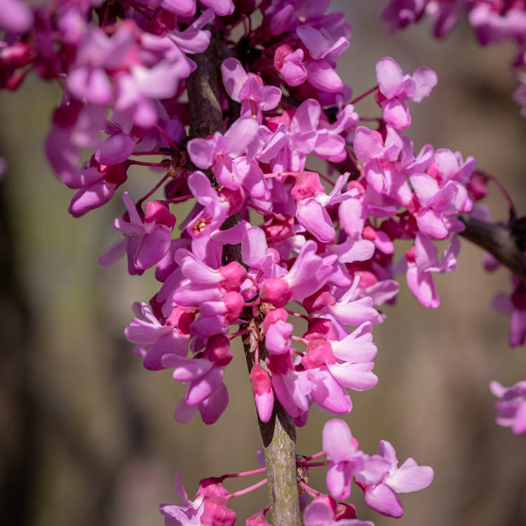 A Close-Up Shot Of Eastern Redbud Flowers