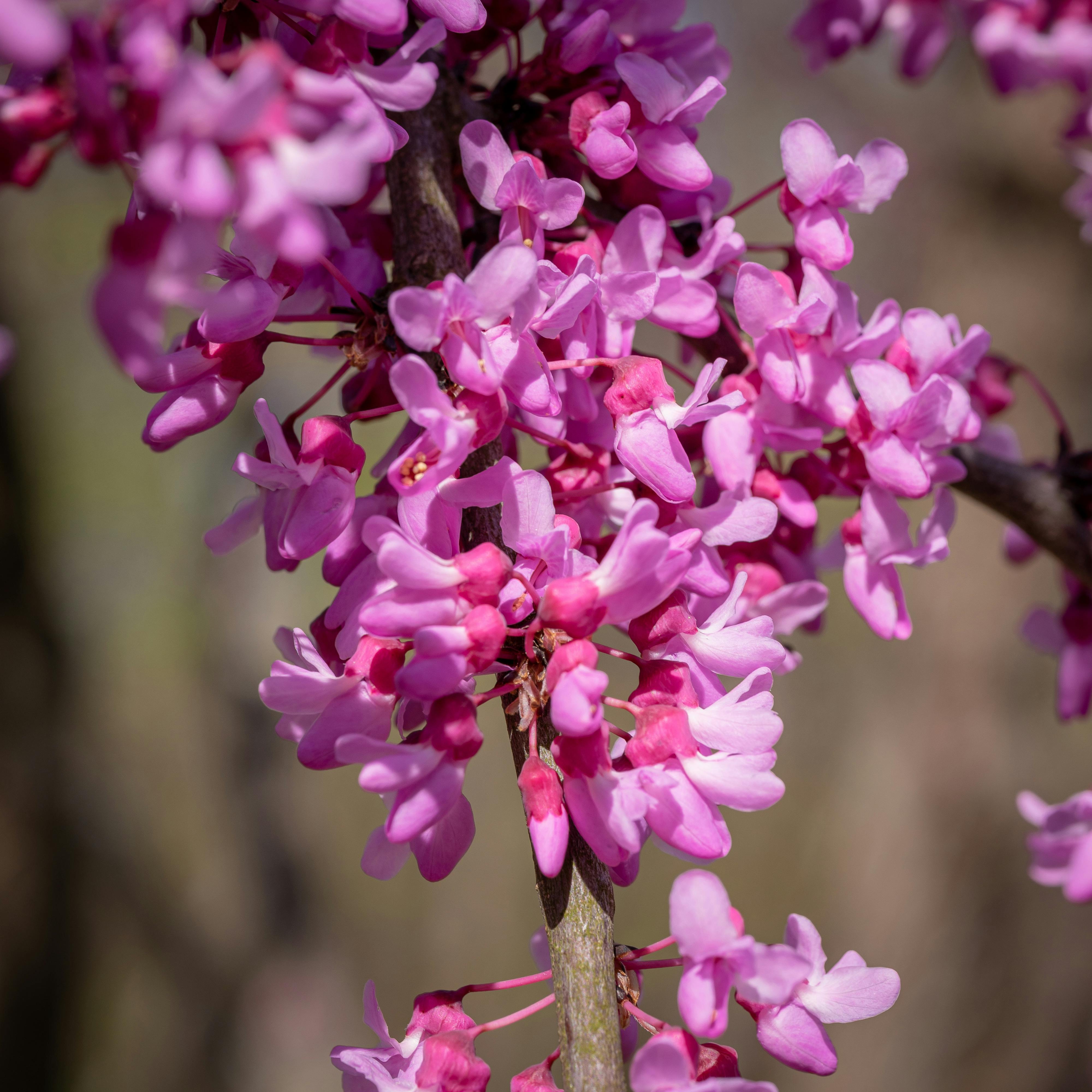 Close Up Photo of Purple Flowers · Free Stock Photo