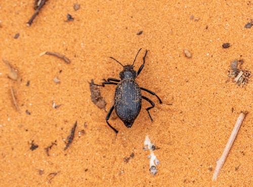 A Close-Up Shot of a Beetle