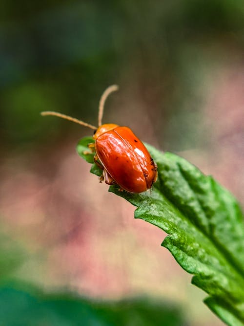 Gratis stockfoto met detailopname, dieren in het wild, dierenfotografie