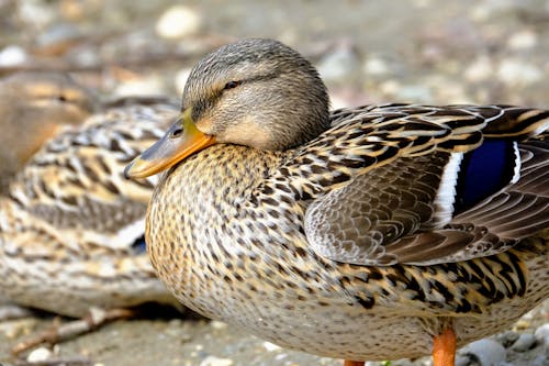Free Close-Up Photo of a Brown Mallard Duck Stock Photo