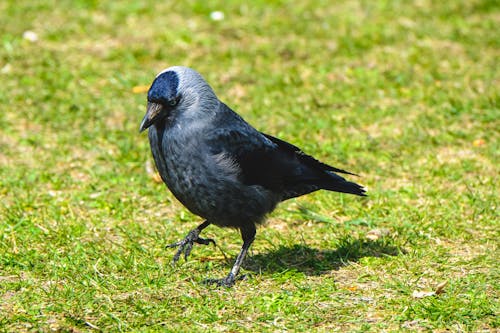 A Cloew-Up Shot of a Raven on Grass