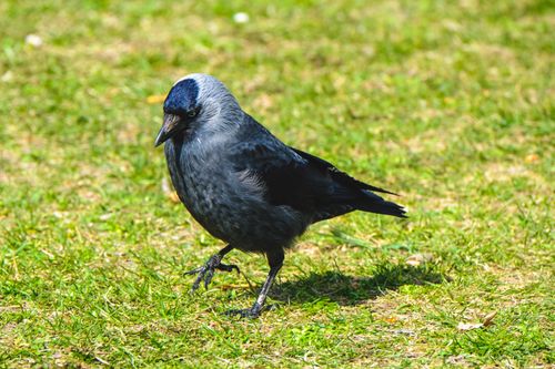 Free Close-up of a black bird walking on grassy ground, showcasing its details. Stock Photo