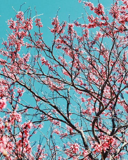 Foto profissional grátis de árvore, céu azul, flor de cerejeira
