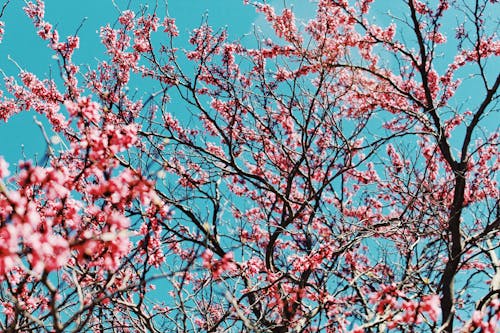 Бесплатное стоковое фото с весна, голубое небо, природа