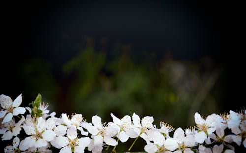 Free stock photo of bloom, blooming flower, sprig