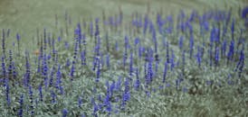 一片薰衣草花在自然阳光下宁静地盛开