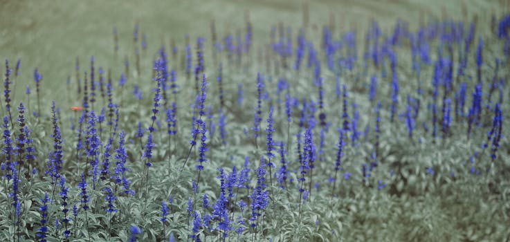 一片薰衣草花在自然阳光下宁静地盛开