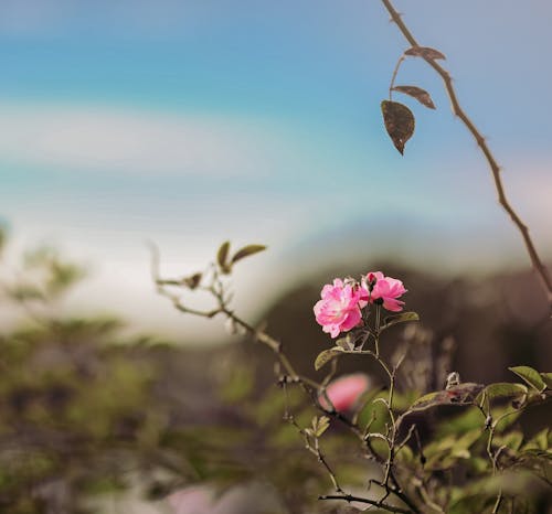 Ücretsiz Seçici Odaklı Fotoğrafta Pembe Gül çiçeği Stok Fotoğraflar