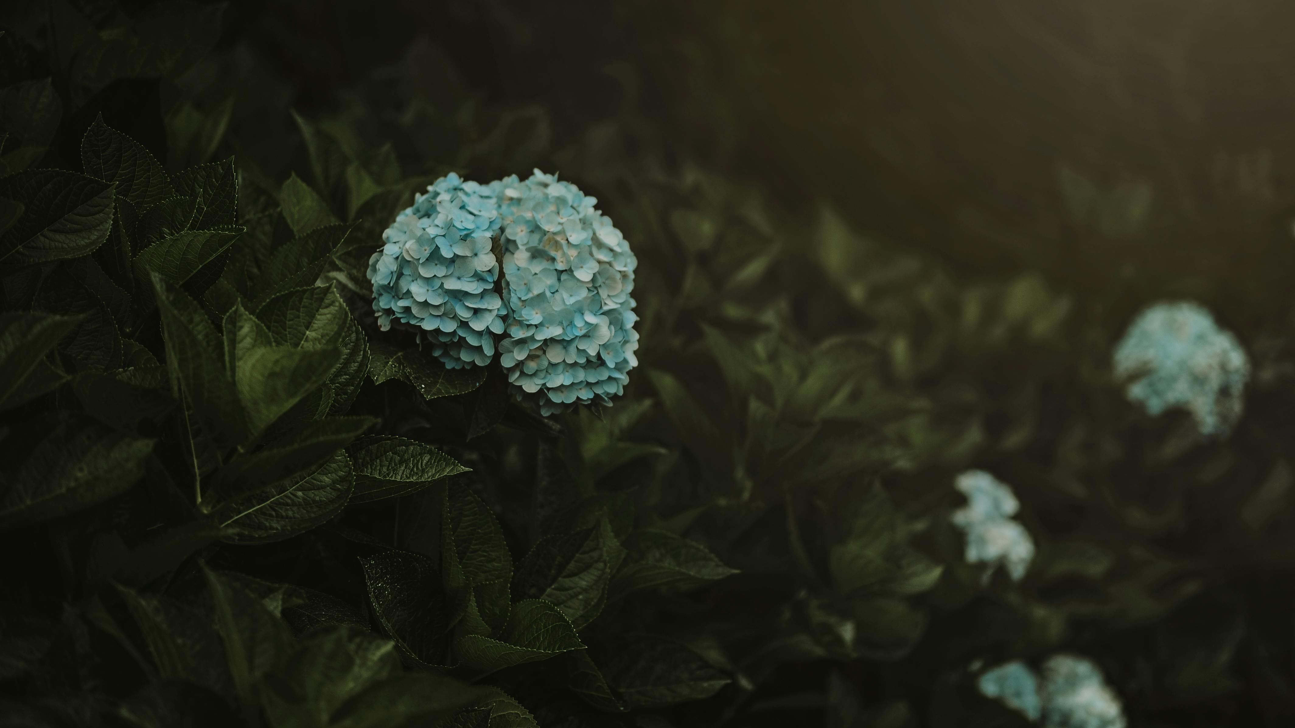 Hoa xanh có vẻ đẹp độc đáo và đầy hứng thú. Hãy khám phá những hình ảnh hoa xanh tuyệt đẹp, bao gồm cả bông tuyết tùng, lá kim, thường xuân. Sắc xanh mát mắt và mùi hương ngọt ngào sẽ khiến bạn thích thú.