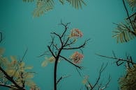 在明亮的蓝天映衬下，树枝盛开着美丽的景象