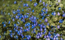 特写中盛开的蓝色花朵充满活力，描绘了自然的户外美景