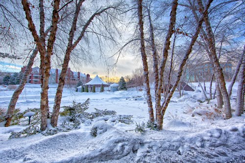 Terreno Coberto De Neve Com árvores Durante O Dia