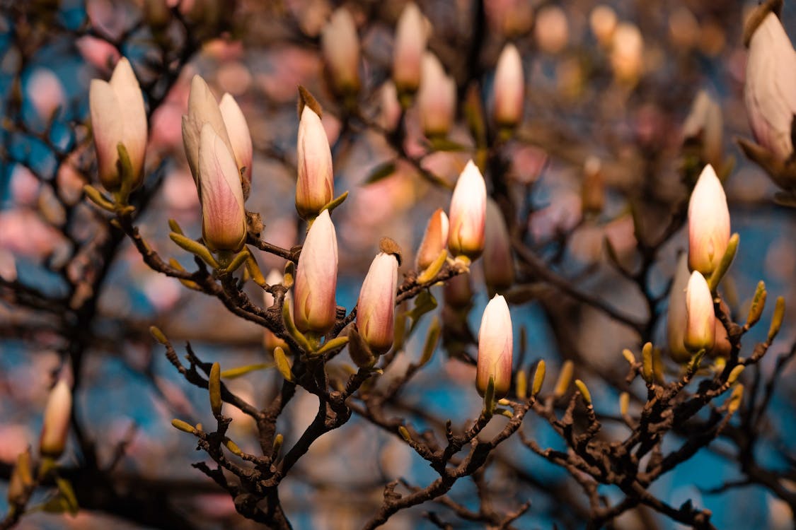 Free Branches of tree with magnolia flowers Stock Photo